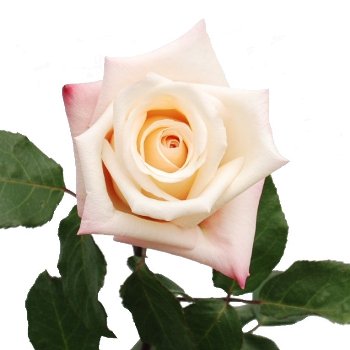 The New White Wedding Flower (Hint: It's Pink!)