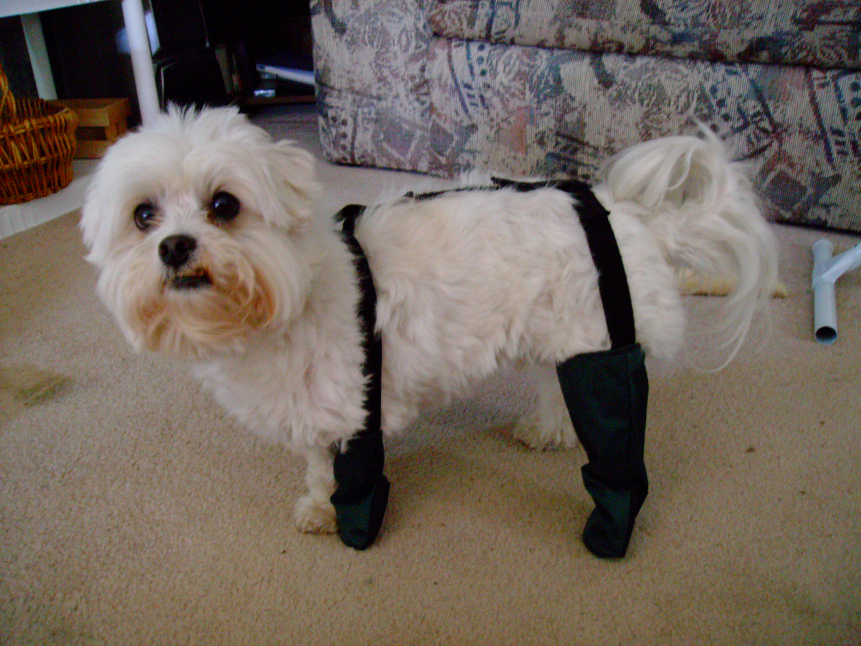 waterproof dog leg protectors