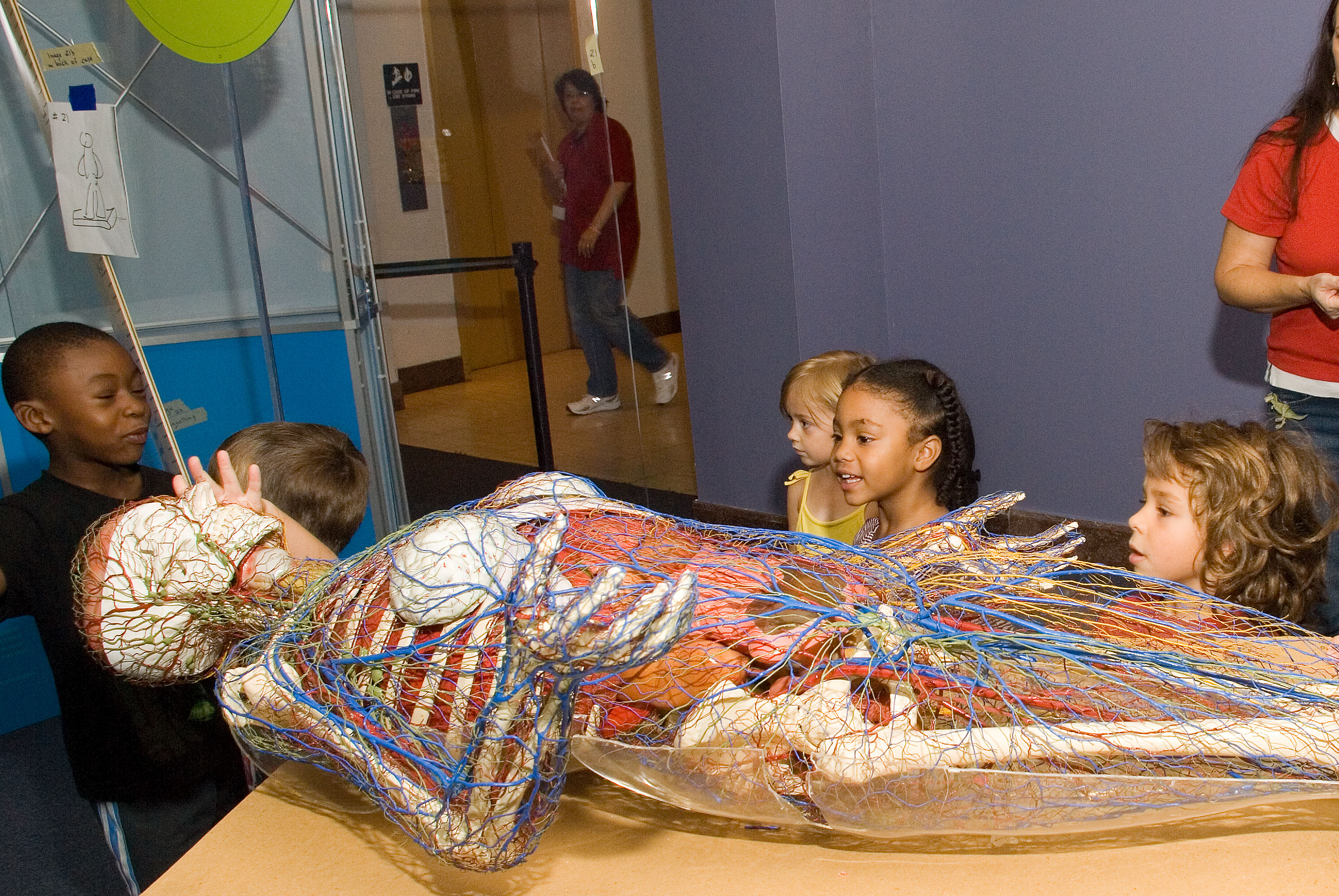 Your Incredible Body at Museum of Nature & Science Whimsically Explains