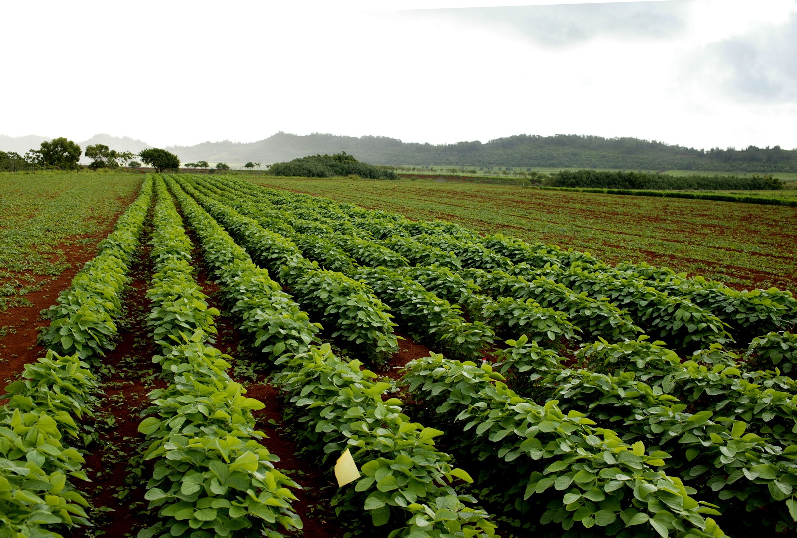 Урожайность азии. Плантации сои Monsanto в Румынии. Плантации овощей. Посев сои. Соя поле.