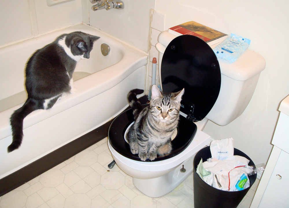 Potty Purrfection CitiKitty Unveils Redesigned Cat Toilet Training Kit