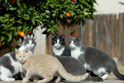 Community cats are in every neighborhood and town