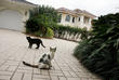 Community cat colonies are found from mansions to trailer parks to barns
