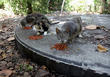 Volunteer caregivers feed community cats