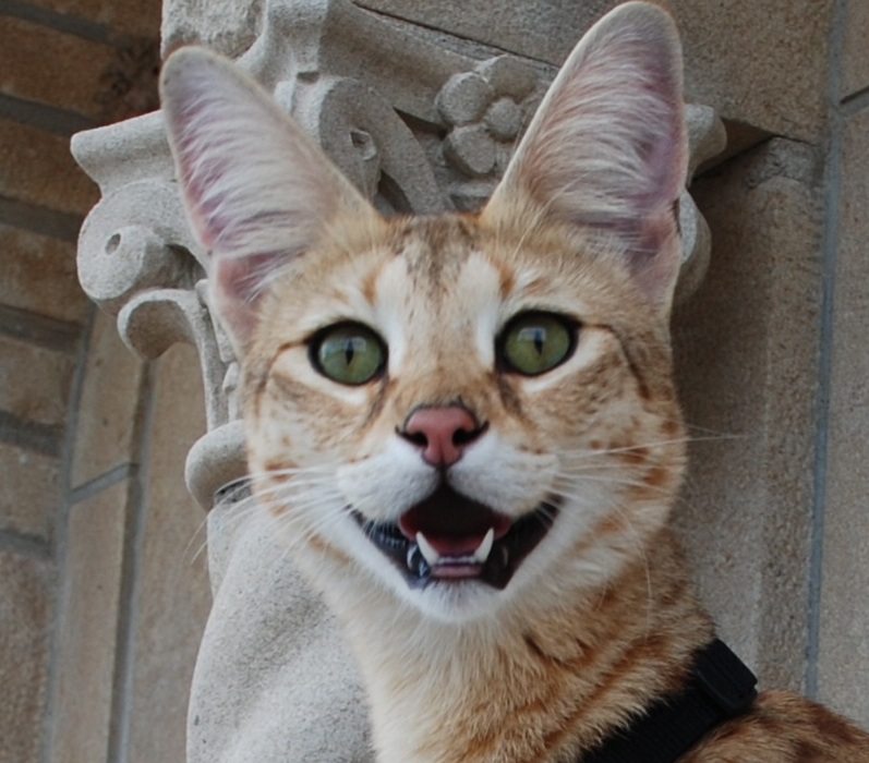 World’s Tallest Cat To Visit Canyon Lake Library