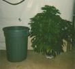 This plant (beside garbage can) was grown 2 weeks from clone and photo was taken at 4th week of bud. As you can see our plants grow very fast with the nutrients we use.
