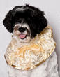 Couture Dog Fashion Goes Beyond Hollywood-Purse-Dog-Crowd