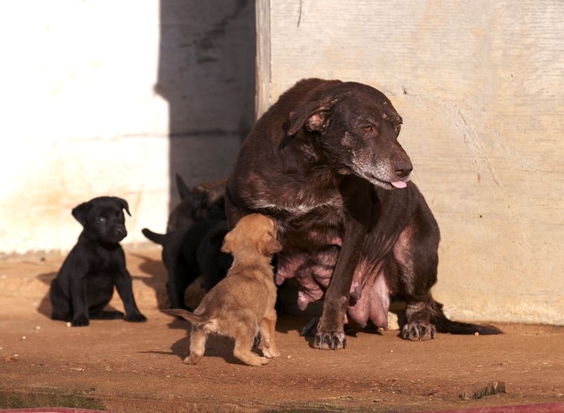 ASPCA, Best Friends Animal Society Rescue More Than 120 Dogs from