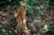 The wild tiger making its way into the forest after it was released at Bardia National Park, Nepal.