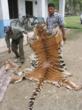 Poached Tiger Skin, Chitwan National Park, Nepal / Lee Poston / WWF