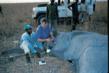 Dr. Loomis and a WWF colleague collar an elephant in Waza National Park, northern Cameroon