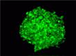 Colony of Selexis SURE CHO-M cells stably expression a green fluorescent protein (GFP).