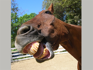 Seventeen-year-old thoroughbred gelding Lukas, widely recognized as the world's smartest horse and holder of the world record for most numbers identified in 60 seconds, has been honored with an award