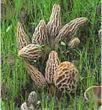 Morel Mushrooms in a Morel Habitat