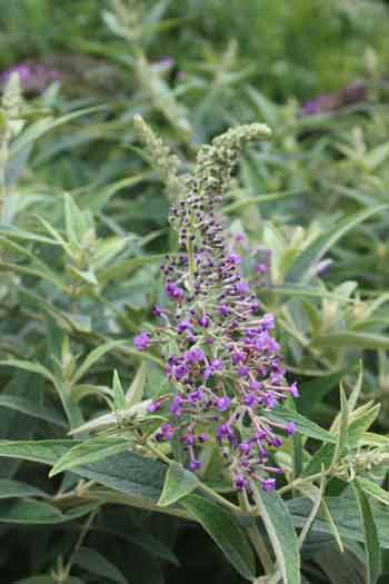 Plant Delights Nursery Announces the Introduction of Two New Butterfly Bush Cultivars, Buddleia 