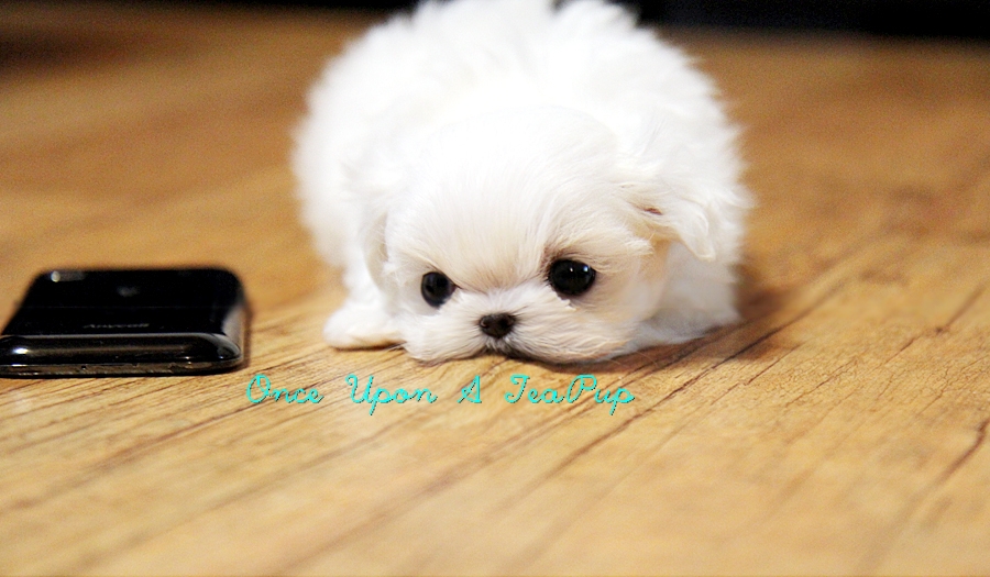 99+ Baby Maltese For Sale