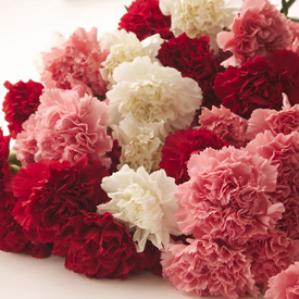 Wholesale Carnations