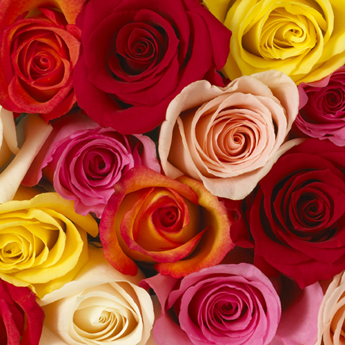 Wholesale Roses