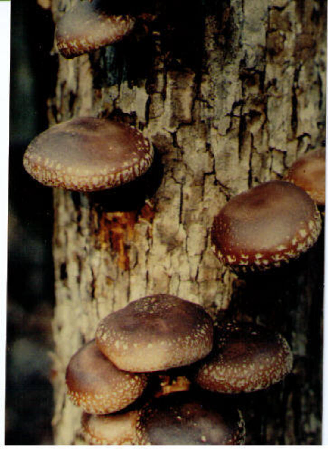 Shiitakes growing on an inoculated log