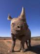 Black Rhinoceros, South Africa © naturepl.com /Mark Carwardine / WWF