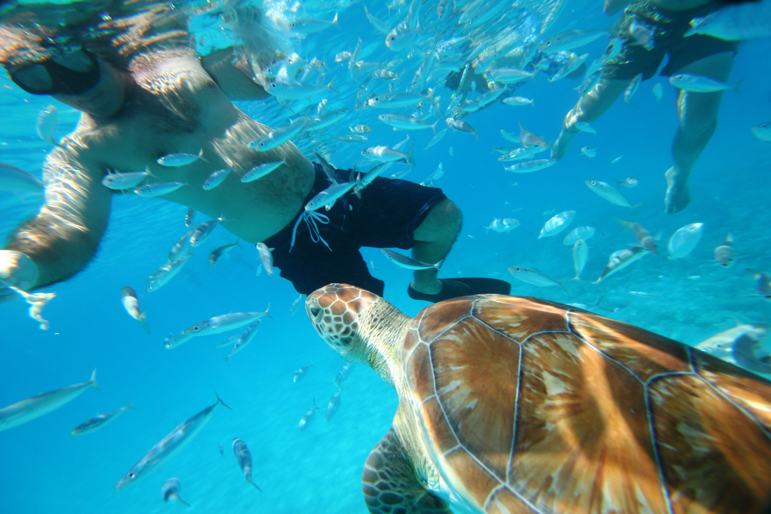 Island Routes Caribbean Adventure Tours takes you swimming with the turtles in ...