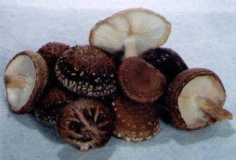 Fresh, log-grown shiitakes. The bottom left mushroom is a "donko", considered to be an aphrodisiac in the Orient.