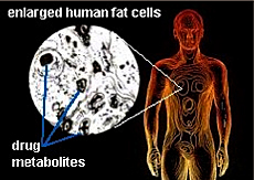 Narconon Freedom Center explains how drugs stay in fat cells