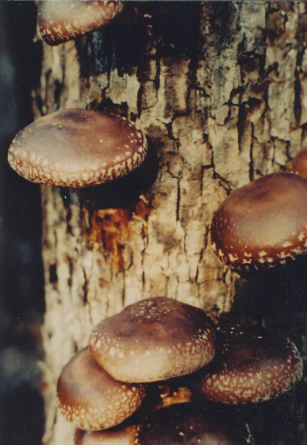 Shiitakes growing on a log - Interesting and fun. A unique gift that lasts 3-4 years