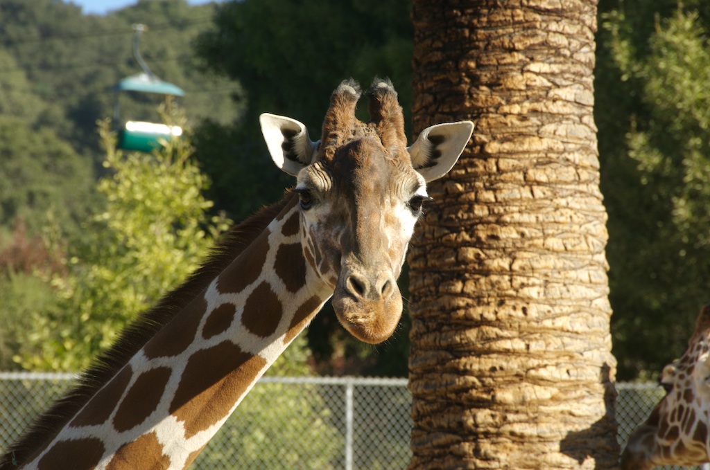 Oakland Zoo giraffe