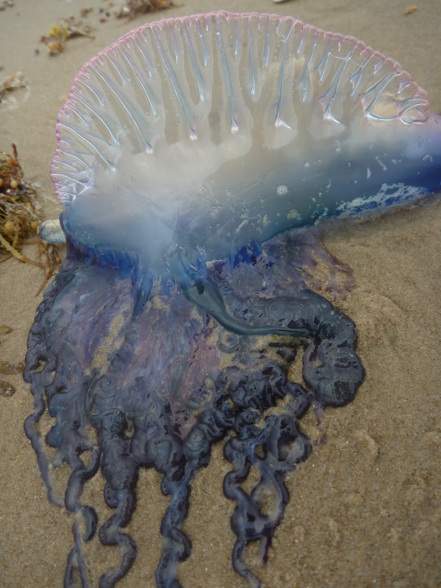 Чем опасны медузы. Медузы на Самуи. Медуза ночесветка. Португальский кораблик медуза укусы.