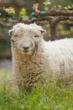 Exclusive Luxury Hotel Calistoga Ranch's Baby Doll Sheep