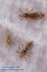 Head Lice Subject Matter Experts Expand Their Mobile Lice Removal ...