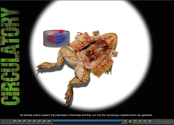 virtual frog dissection game online for free
