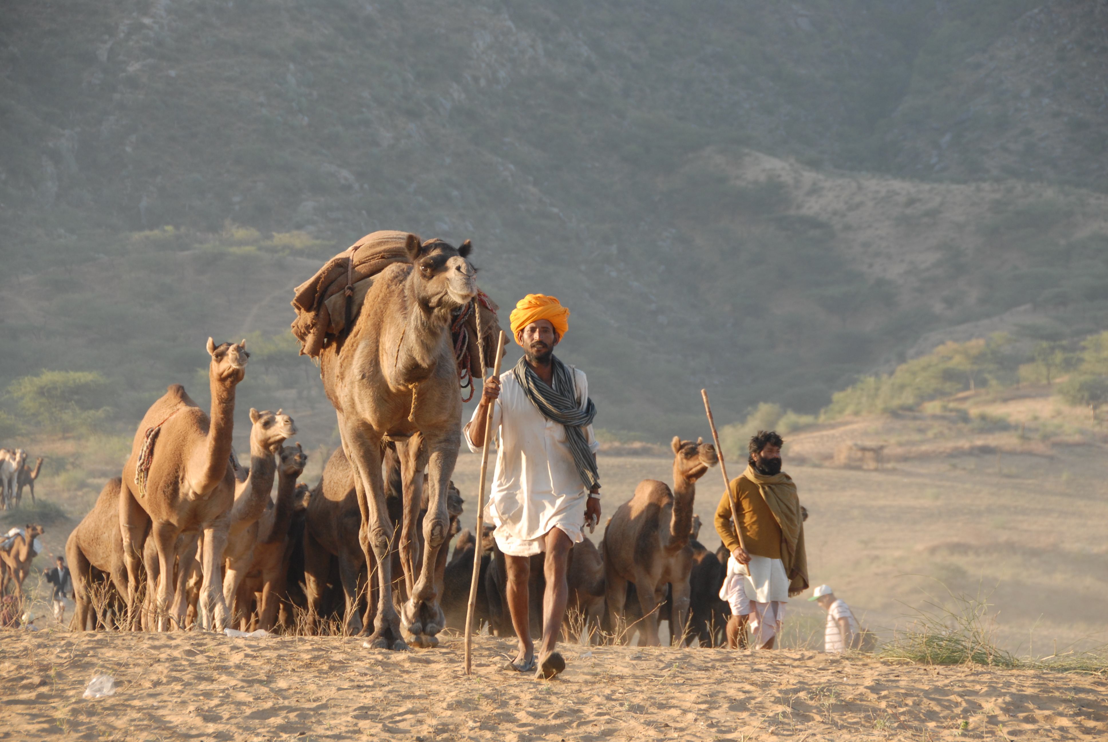 Camels on the way to the Pushkar Fair