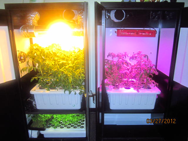 LED vs. HPS SuperCloset Deluxe Tomato GrowOff