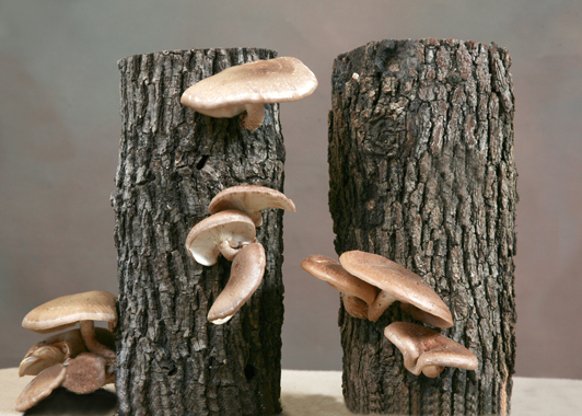 Ma & Pa Shiitake Kit: Two 9-10" logs produce every month by alternating the fruiting log. $49.95, shipping included.