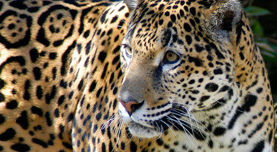 The Jaguar - an Endangered Species - photo by Endangered Species Journalist Craig Kasnoff