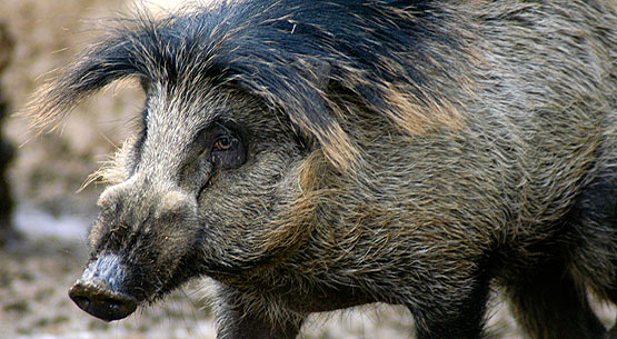 The Visyan Warty Pig - an Endangered Species - photo by Endangered Species Journalist Craig Kasnoff