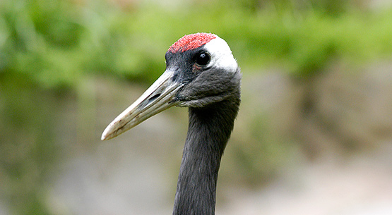 The Red Crowned Crane - an Endangered Species - photo by Endangered Species Journalist Craig Kasnoff