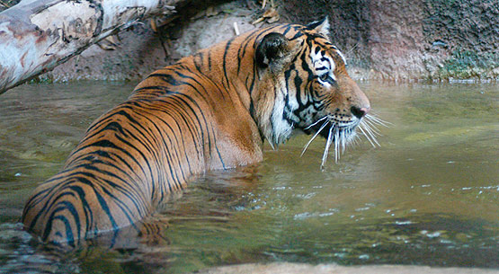 The Malayan Tiger - an Endangered Species - photo by Endangered Species Journalist Craig Kasnoff