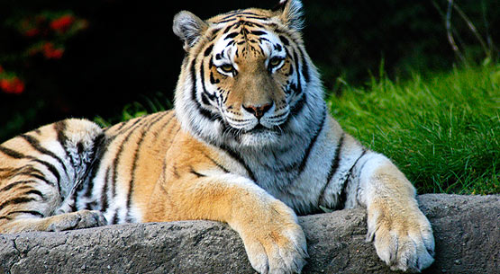 The Siberian Tiger - an Endangered Species - photo by Endangered Species Journalist Craig Kasnoff