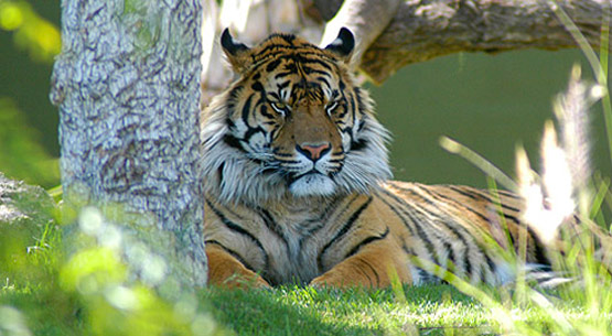 The Sumatran Tiger - an Endangered Species - photo by Endangered Species Journalist Craig Kasnoff