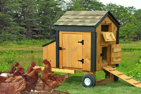 Amish Built Chicken Runs and Backyard Chicken Coops Now 