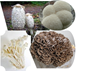 Edible Mushrooms with Medicinal Properties: From top, clockwise: Shaggy Mane, Lion's Mane, Maitake, Enoki