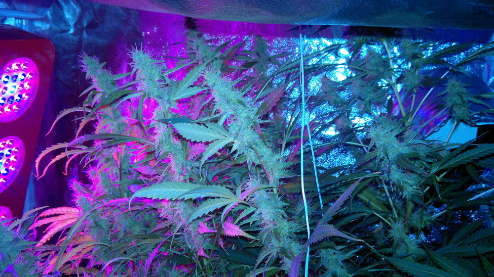 LED Grow Lights Record-Breaking Marijuana