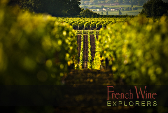 Bordeaux Wine Tours | French Wine Explorers