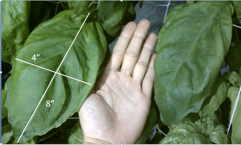 Largest Basil Leaf Grown Indoors Hydroponically