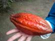 Colorful cacao pod from Kallari farm in the Amazon.