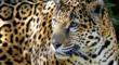 Endangered Jaguar: photo by Craig Kasnoff