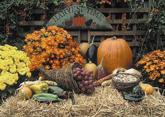 Harvest Time